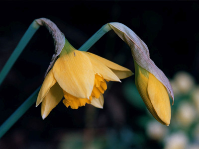 A picture of a flower trying to portray the ability to bend bocce ball rules.